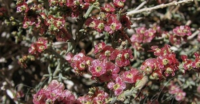 Haloxilan griffithii